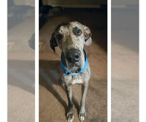 Great Dane Dogs for adoption in Bullard, TX, USA