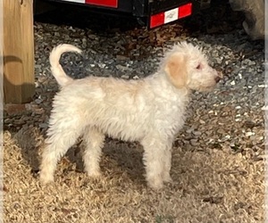 Labradoodle Puppy for sale in KINGSTON, GA, USA