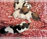 Image preview for Ad Listing. Nickname: Sweets
