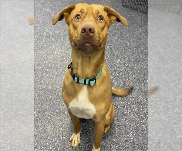 Medium Photo #1 Labrador Retriever-Unknown Mix Puppy For Sale in Anchorage, AK, USA