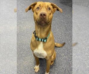 Labrador Retriever-Unknown Mix Dogs for adoption in Anchorage, AK, USA