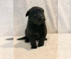German Shepherd Dog Puppy for sale in JEFFERSON, OR, USA