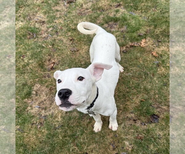 Medium Photo #11 Mutt Puppy For Sale in Boston, MA, USA