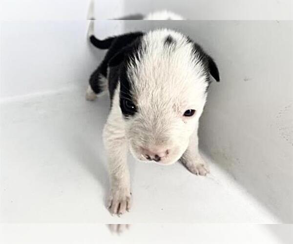 Medium Photo #1 Labrador Retriever Puppy For Sale in Houston, TX, USA