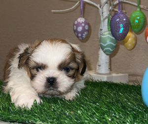Medium Shih Tzu