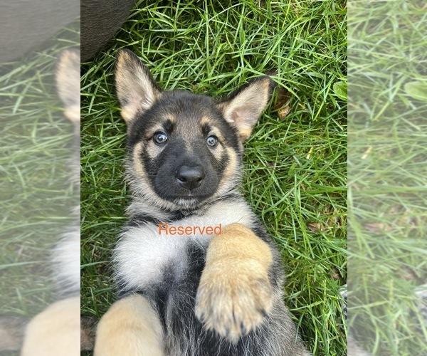 Medium Photo #4 German Shepherd Dog Puppy For Sale in STOCKTON, IL, USA