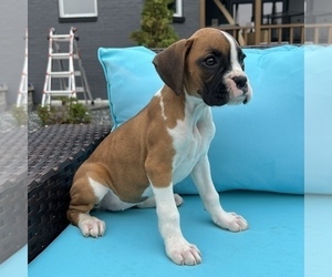 Boxer Puppy for sale in FRANKLIN, IN, USA