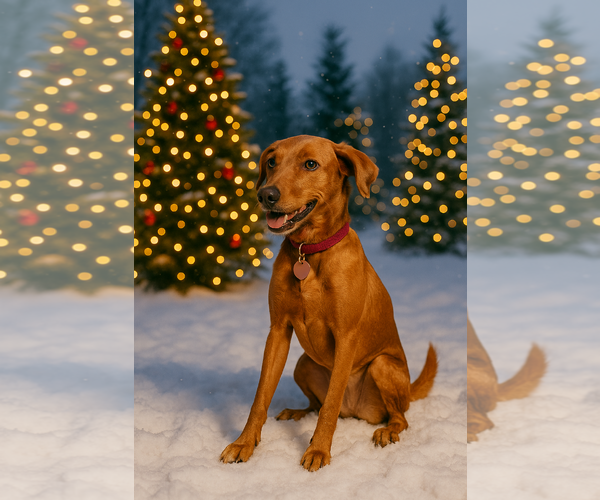 Medium Photo #1 Dachsador Puppy For Sale in Sanford, FL, USA