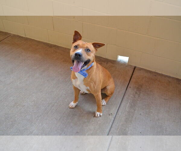 Medium Photo #3 American Staffordshire Terrier-Unknown Mix Puppy For Sale in McKinney, TX, USA