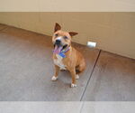 Small #2 American Staffordshire Terrier Mix