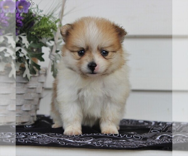Medium Photo #2 Pomeranian Puppy For Sale in EAST EARL, PA, USA