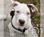 Small Staffordshire Bull Terrier Mix