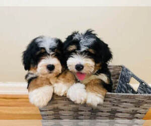 Bernedoodle (Miniature) Litter for sale in COOKEVILLE, TN, USA