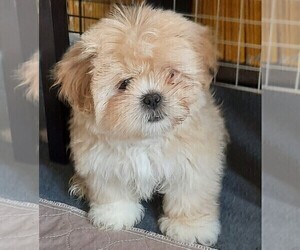 Lhasa Apso Puppy for sale in N TARRYTOWN, NY, USA