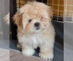 Small Photo #1 Lhasa Apso Puppy For Sale in N TARRYTOWN, NY, USA