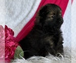 Small #2 Pomeranian
