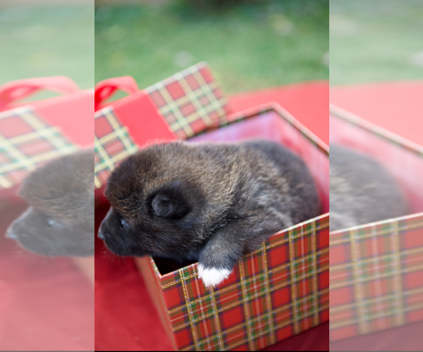 Medium Photo #3 Akita Puppy For Sale in LOUISVILLE, KY, USA