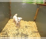 Small Photo #1 Maltese Puppy For Sale in CARROLLTON, GA, USA