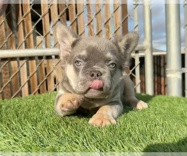 Medium Photo #7 French Bulldog Puppy For Sale in KANSAS CITY, MO, USA