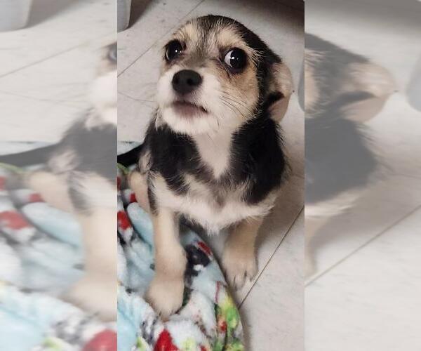 Medium Photo #3 Chihuahua-Unknown Mix Puppy For Sale in Parlier, CA, USA