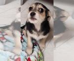 Small #2 Chihuahua Mix