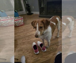 Brittany-Unknown Mix Dogs for adoption in Curwensville, PA, USA