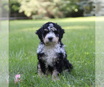 Puppy Kai Dodie Bernedoodle
