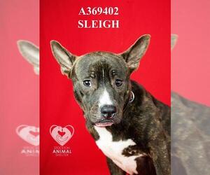 Mutt Dogs for adoption in Stockton, CA, USA