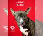 SLEIGH - Male Mutt Dog for Adoption - Small photo