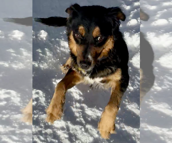 Medium Photo #5 Collie-Unknown Mix Puppy For Sale in Sandy, UT, USA