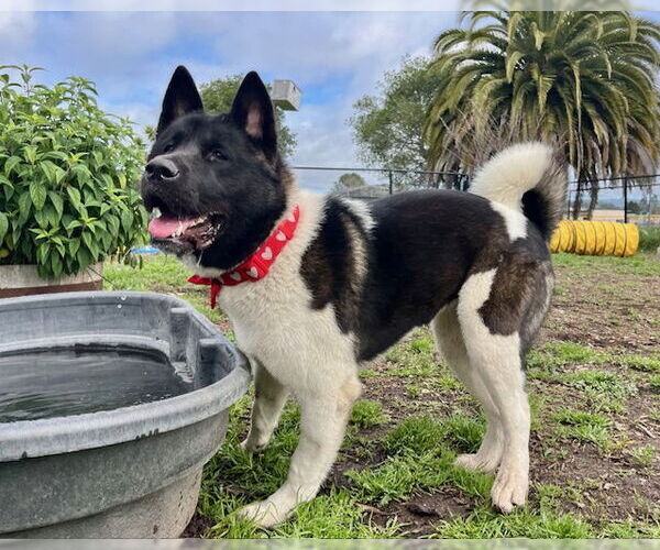 Medium Photo #3 Akita Puppy For Sale in Santa Cruz, CA, USA