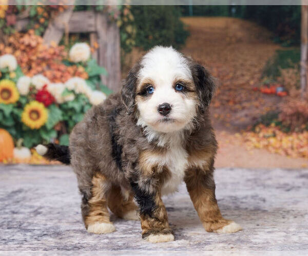 Medium Photo #3 Bernedoodle (Miniature) Puppy For Sale in DUNDEE, OH, USA