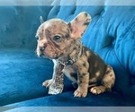 Small #3 French Bulldog