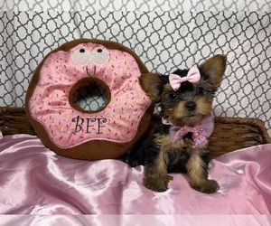 Medium Yorkshire Terrier