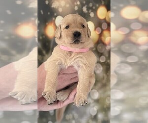 Golden Retriever Puppy for sale in WIMAUMA, FL, USA