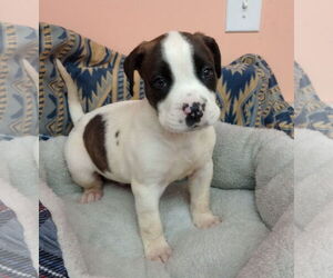 Boxer-Unknown Mix Dogs for adoption in York, SC, USA