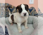 Small Boxer Mix