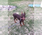 Small Photo #6 Doberman Pinscher Puppy For Sale in BOVEY, MN, USA