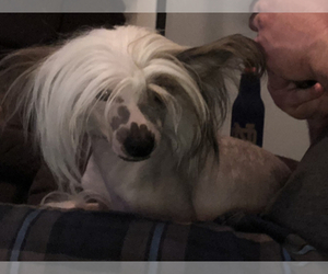 Chinese Crested Puppy for sale in BOONVILLE, IN, USA