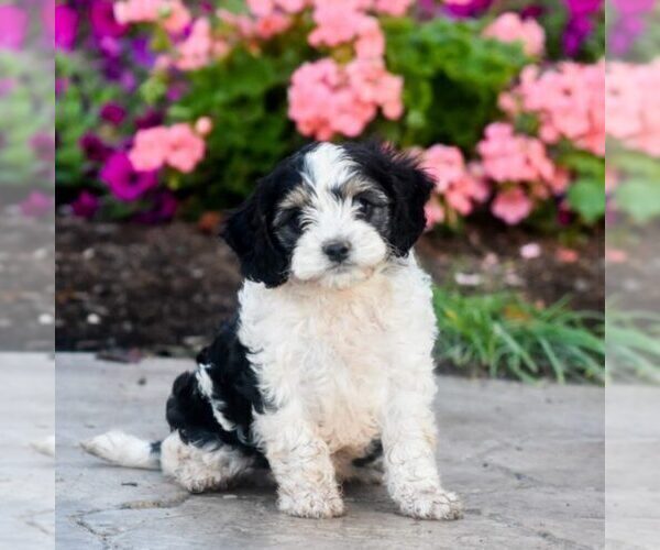 Medium Photo #1 Cavapoo Puppy For Sale in MILLERSBURG, PA, USA