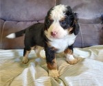 Small #16 Bernedoodle (Miniature)