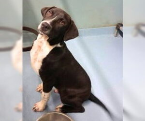 Labrador Retriever-Unknown Mix Dogs for adoption in Sheboygan, WI, USA