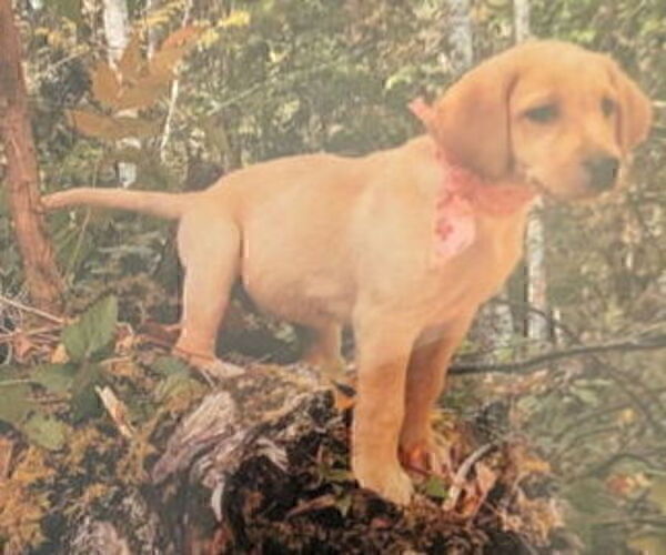 Medium Photo #6 Labrador Retriever Puppy For Sale in SHELTON, WA, USA