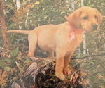 Small #5 Labrador Retriever