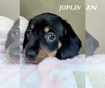 Small Photo #10 Dachshund Puppy For Sale in THORNTON, CO, USA