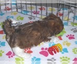 Small Photo #10 Shorkie Tzu Puppy For Sale in ORO VALLEY, AZ, USA