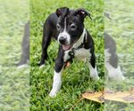 Small Photo #1 Bulldog-Unknown Mix Puppy For Sale in Miami, FL, USA