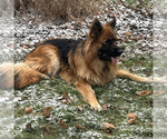 Small Photo #193 German Shepherd Dog Puppy For Sale in LA FAYETTE, NY, USA