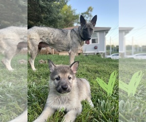 Alaskan Malamute-Belgian Malinois Mix Puppy for sale in KANSAS CITY, MO, USA