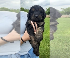 Bernese Mountain Dog-Goldendoodle Mix Puppy for sale in LEETONIA, OH, USA